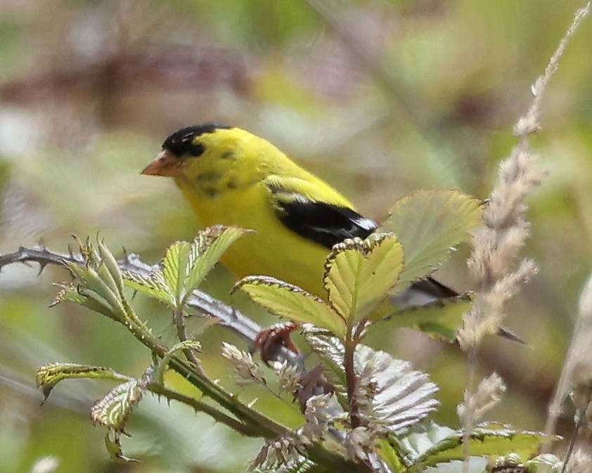 gulstillits - ML638689766