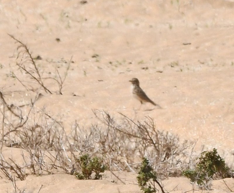 Mediterranean Short-toed Lark - ML638689767
