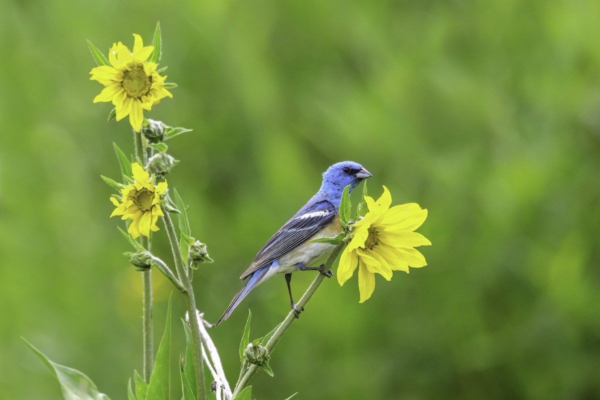 Lazuli Bunting - ML638689788