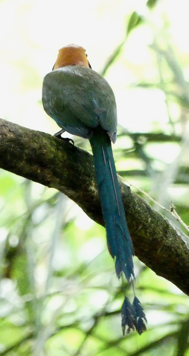 Rufous Motmot - ML638689812