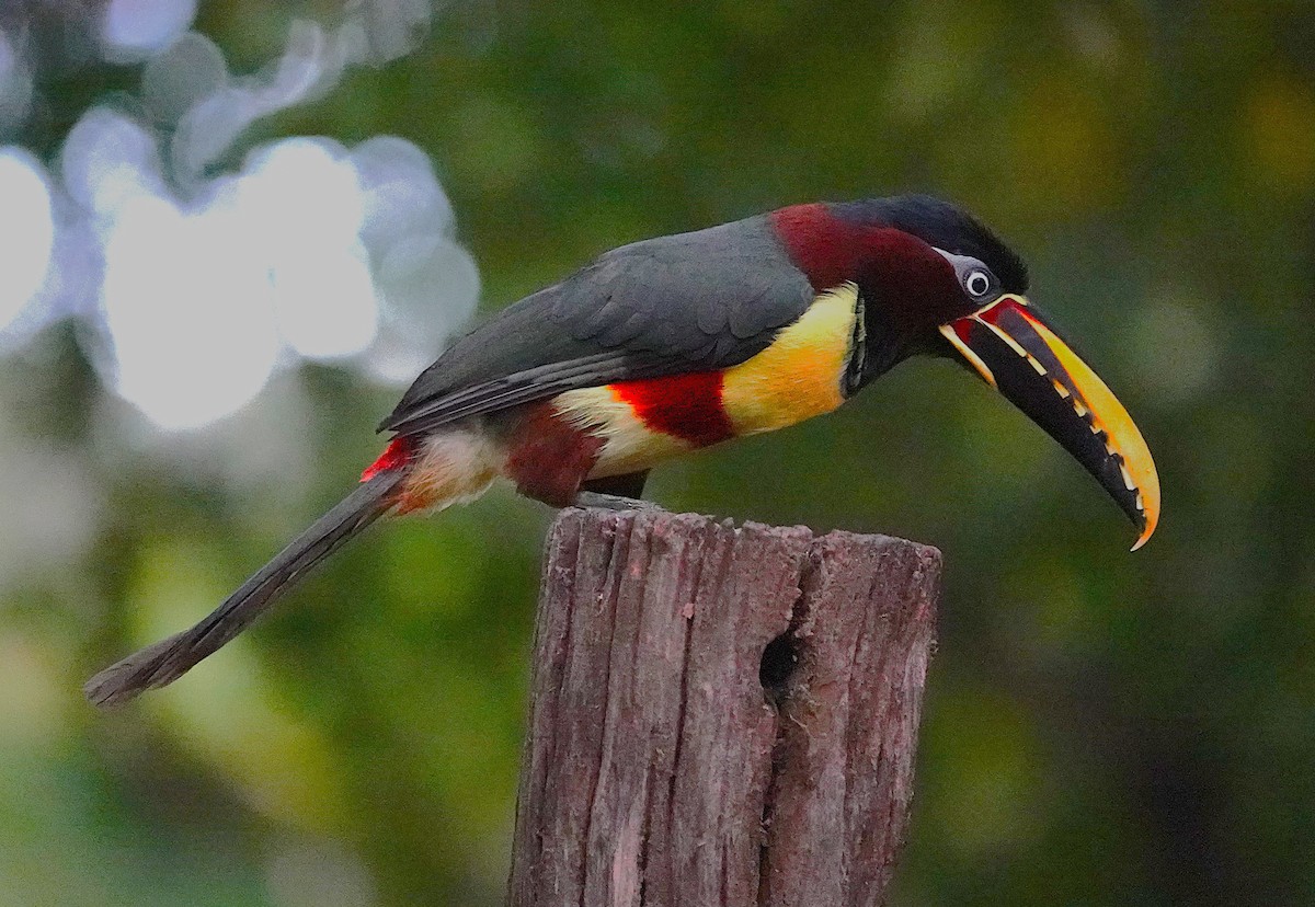Araçari à oreillons roux - ML638689852