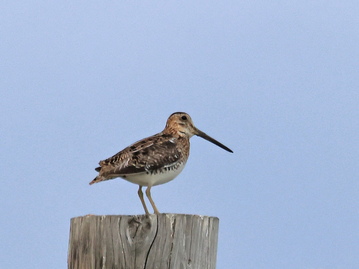 Wilson's Snipe - ML638689895