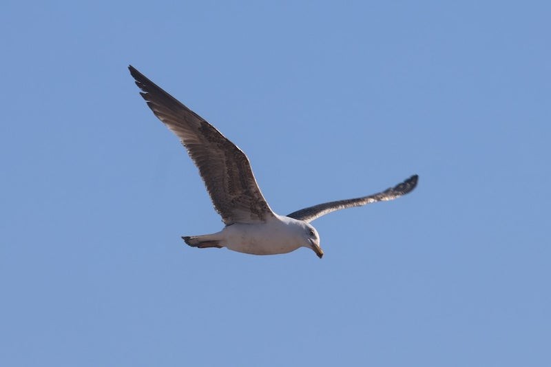 Zafferano (graellsii) - ML638689947