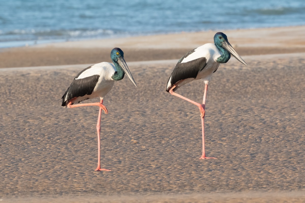 Black-necked Stork - ML638689969