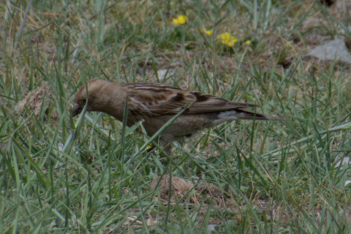 Plain Mountain Finch - ML638689975