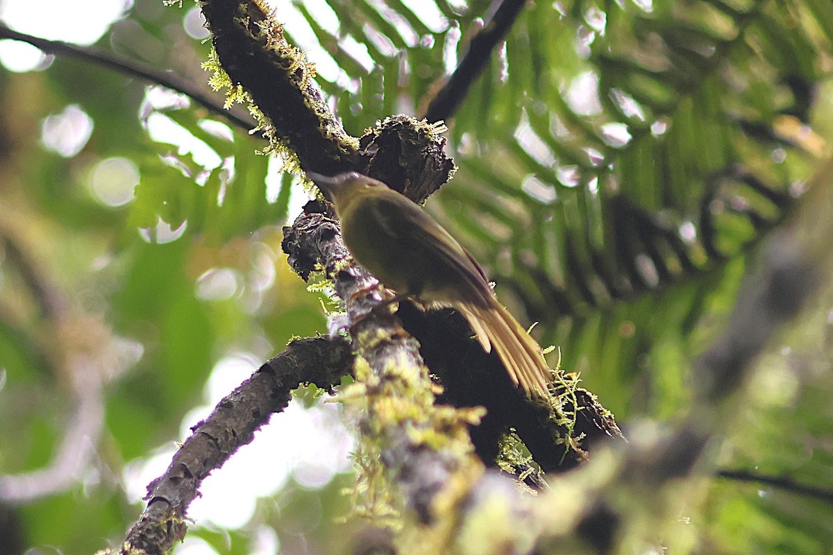 Wedge-tailed Jery - ML638690015