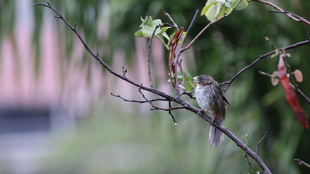 Weißkehl-Grundammer - ML638690025