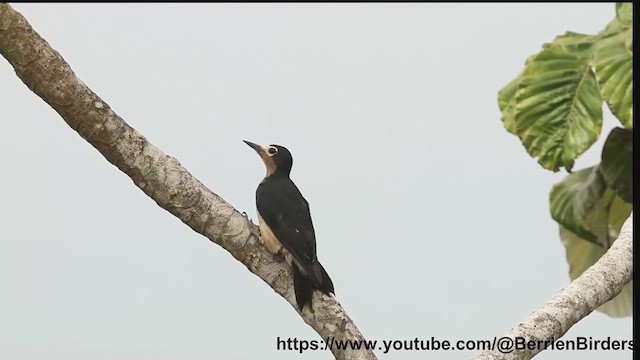 Puerto Rican Woodpecker - ML638690027