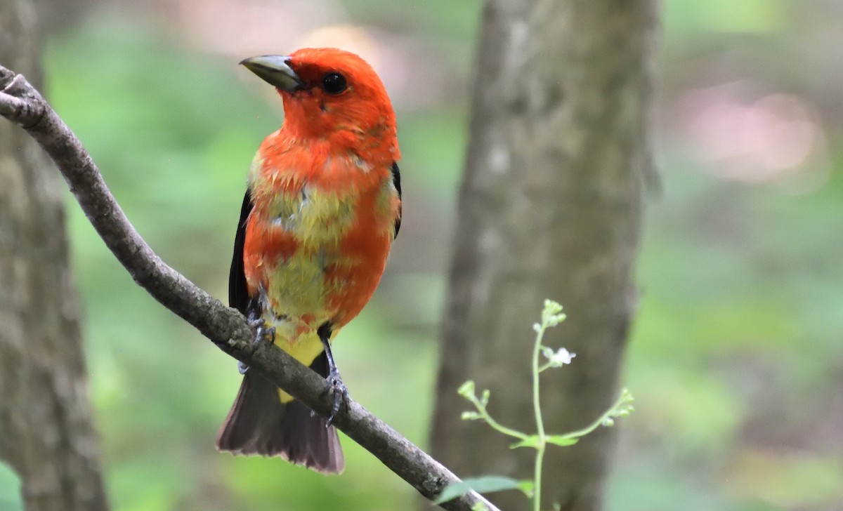 Scarlet Tanager - ML638690055