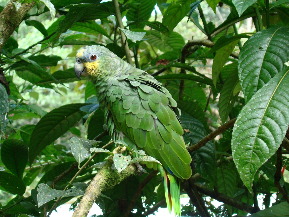 Venezüela Amazonu - ML638690065