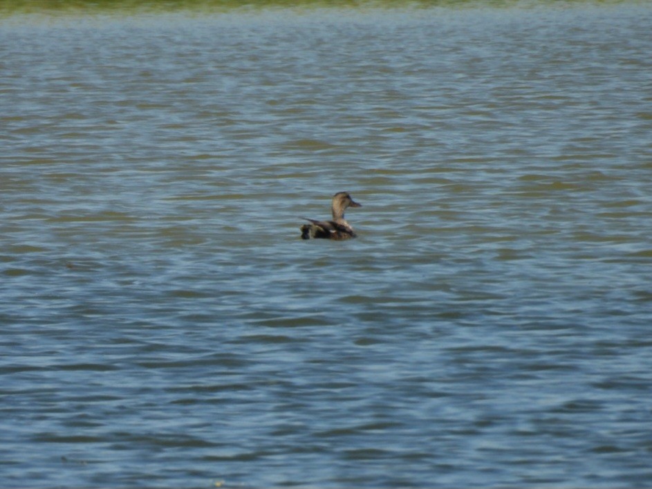 Gadwall - ML638690096