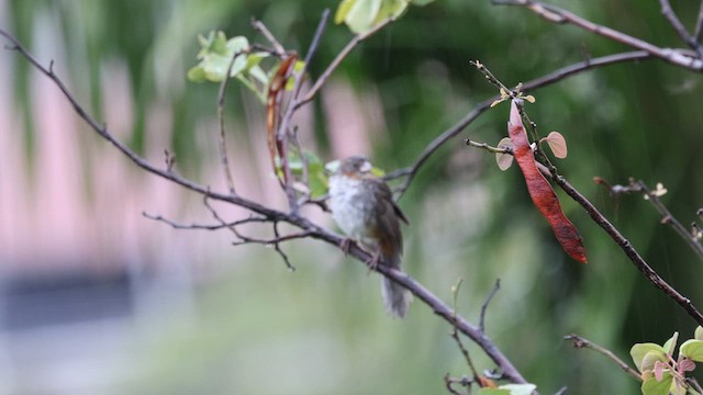 Weißkehl-Grundammer - ML638690107