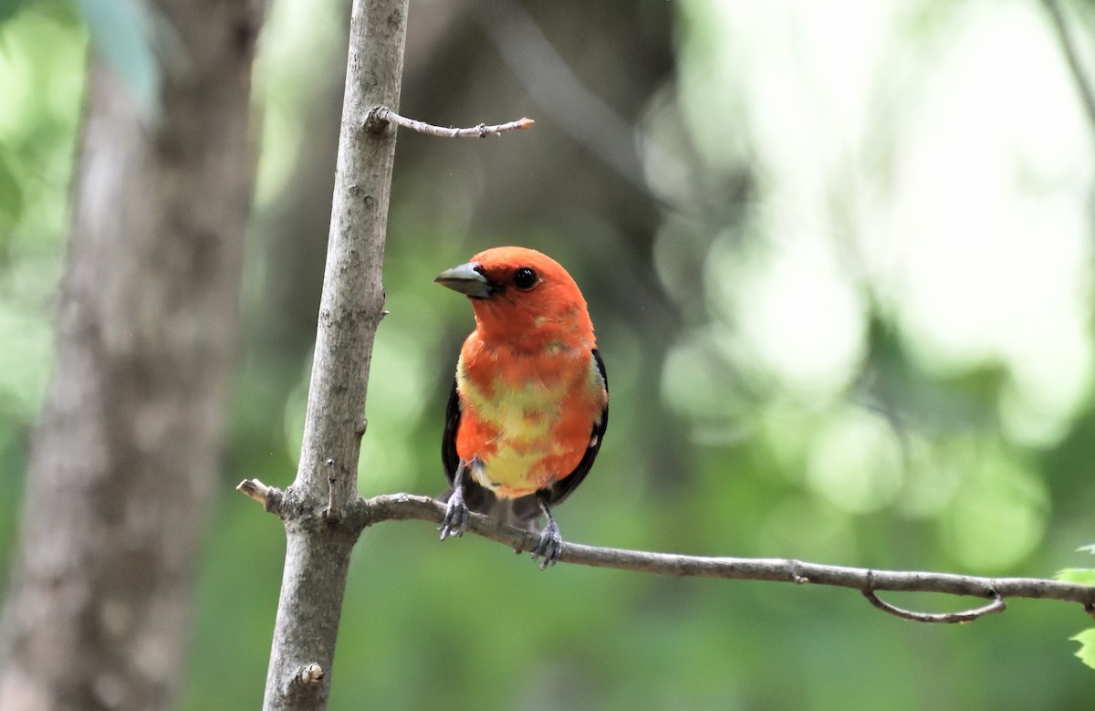Scarlet Tanager - ML638690112