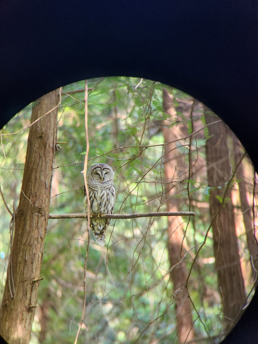 Barred Owl - ML638690125