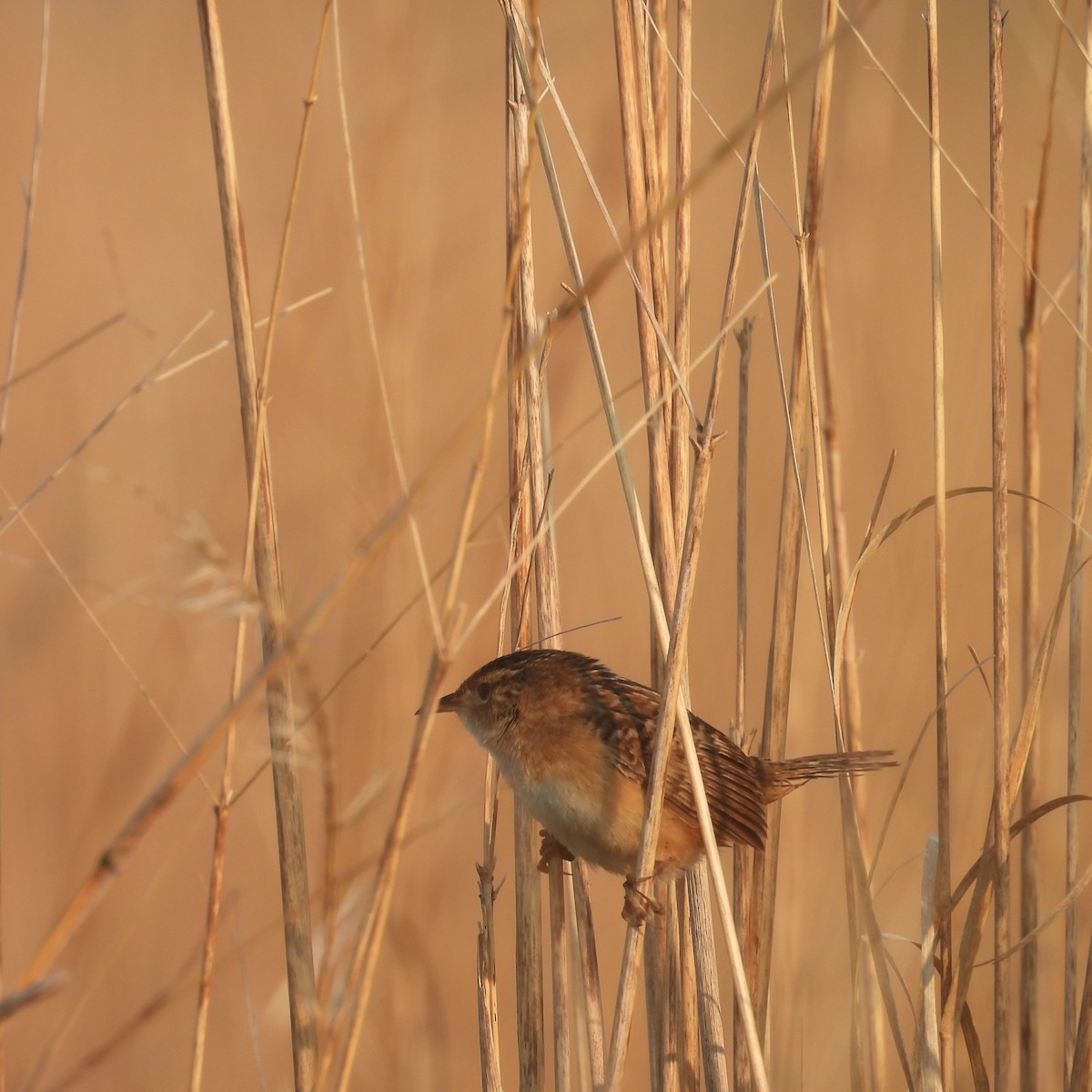 Sedge Wren - ML638690127