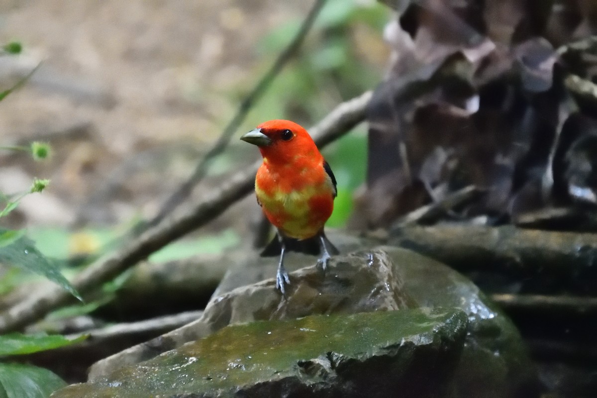 Scarlet Tanager - ML638690132