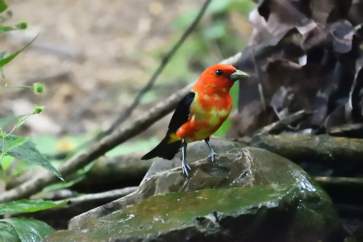 Scarlet Tanager - ML638690133