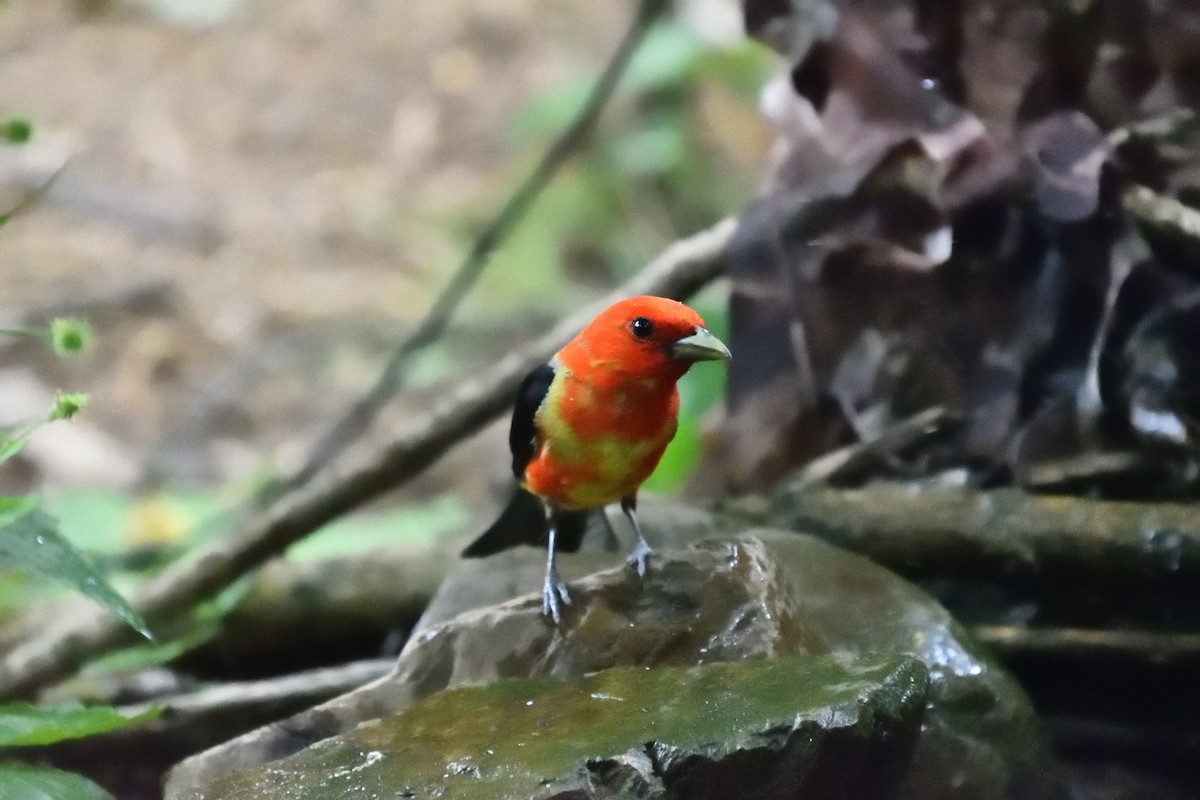 Scarlet Tanager - ML638690134