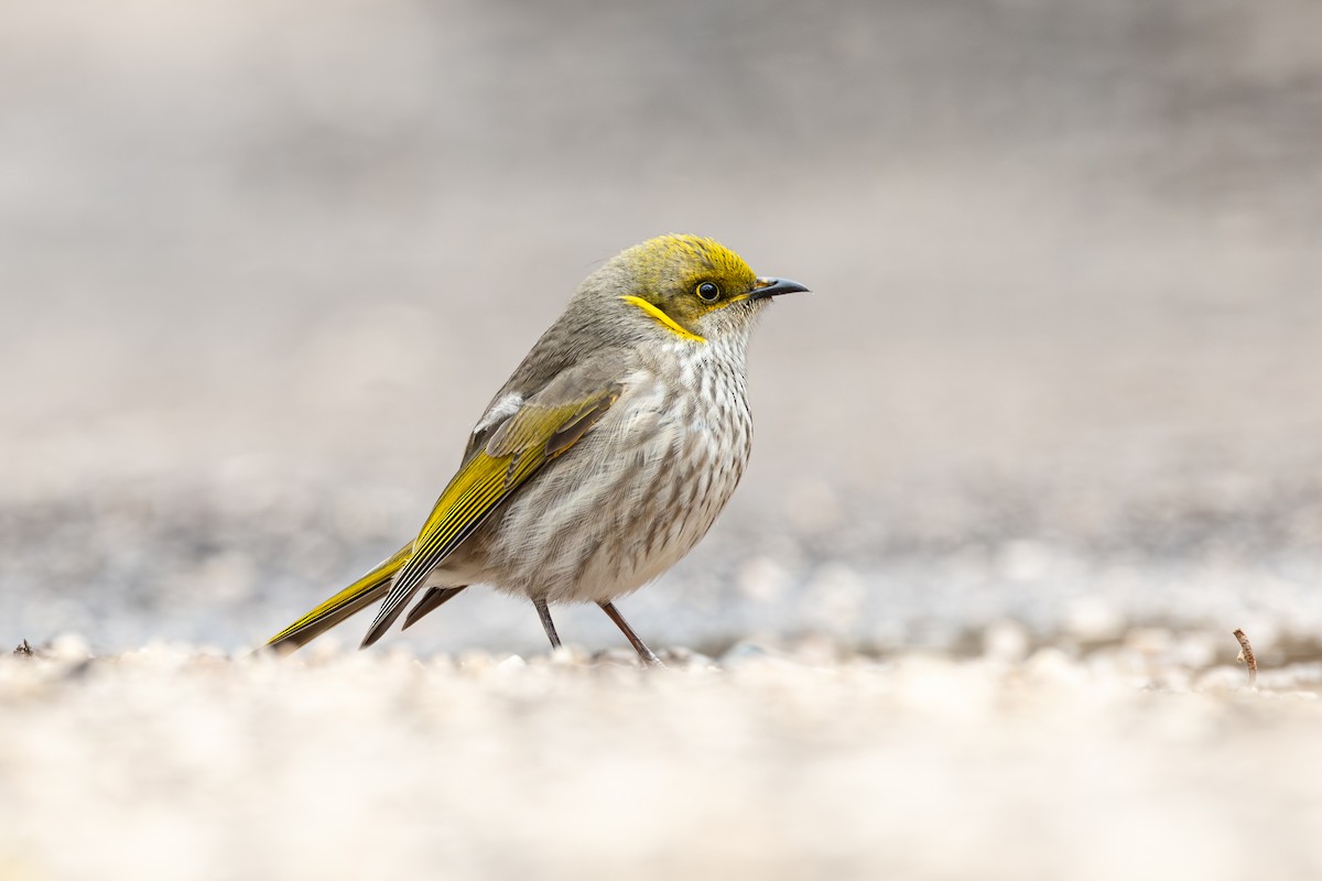 Yellow-plumed Honeyeater - ML638690137