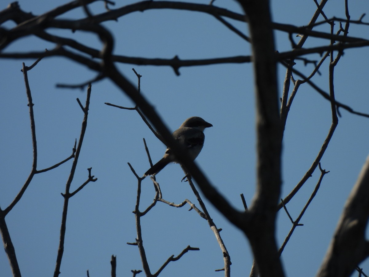 Loggerhead Shrike - ML638690143