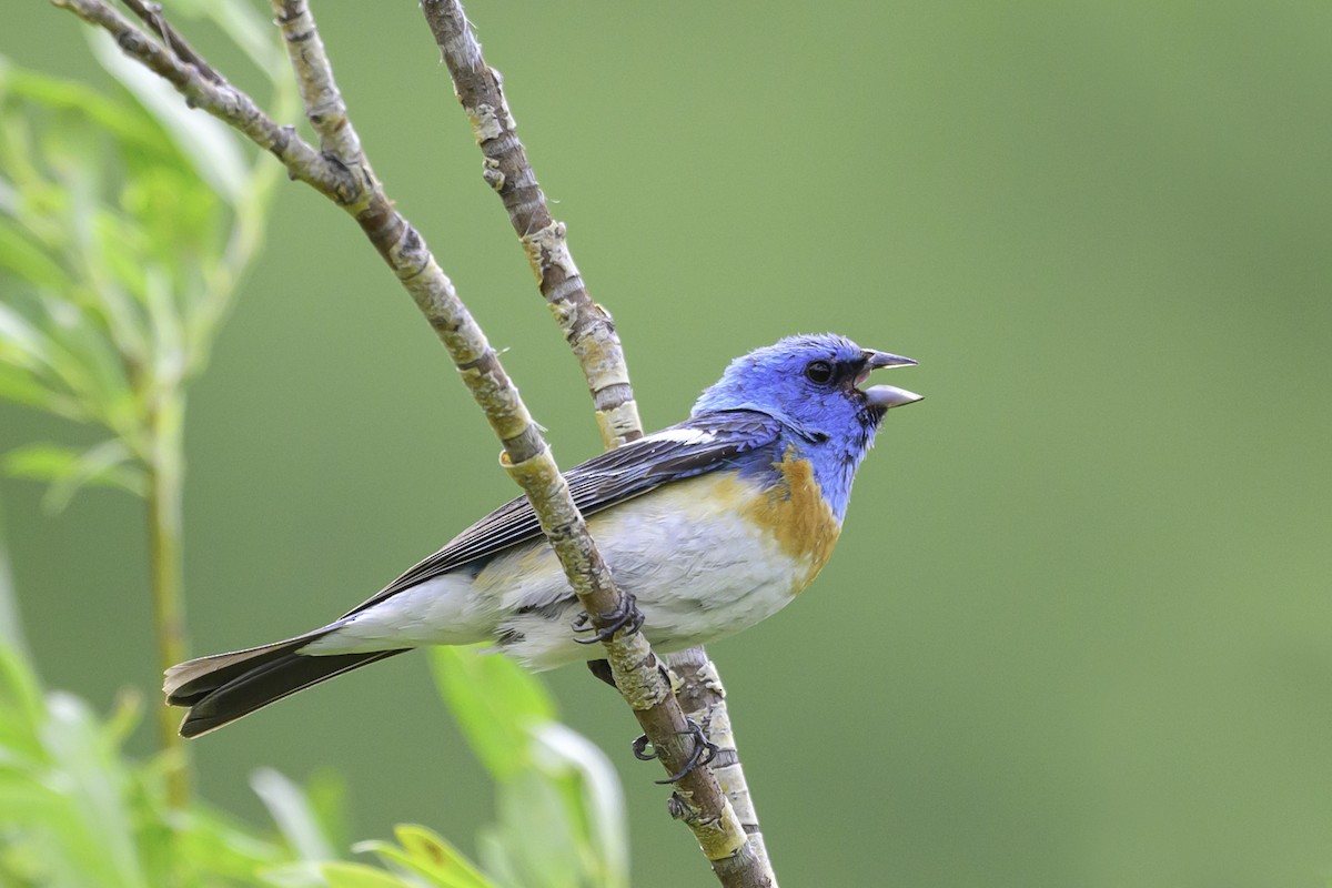 Lazuli Bunting - ML638690201