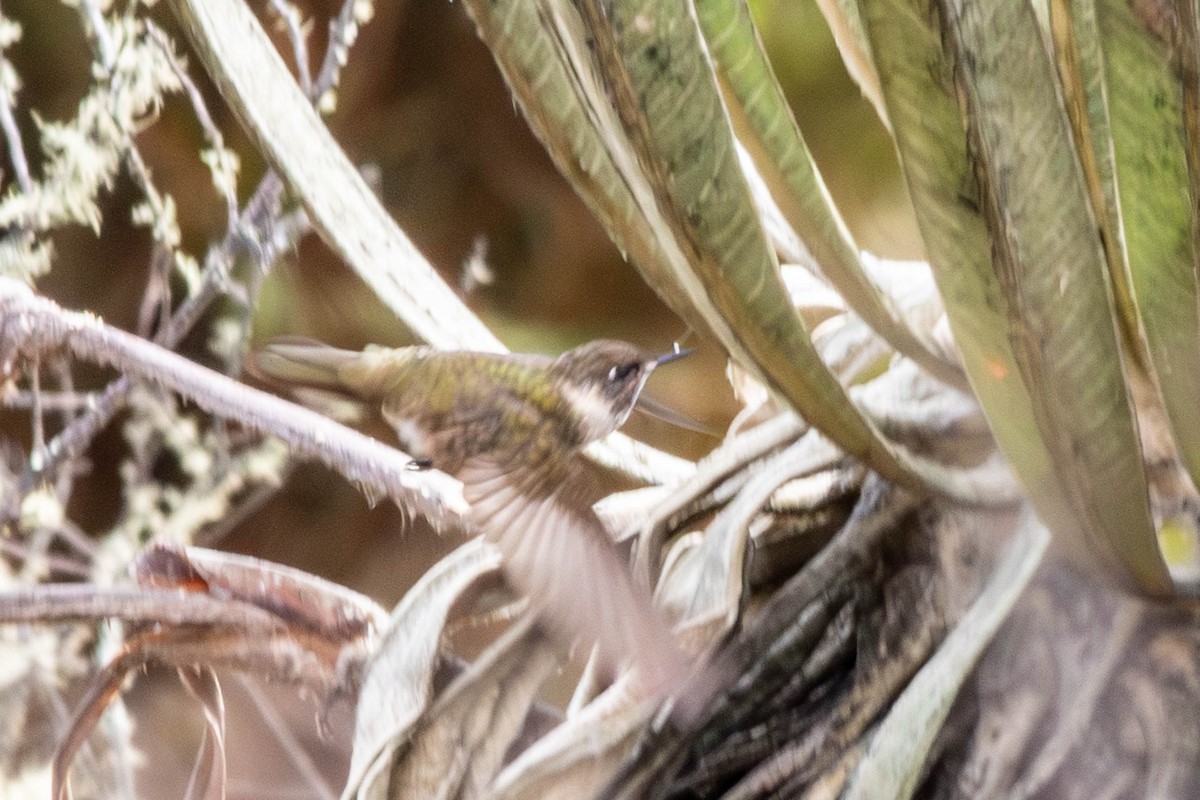 Green-bearded Helmetcrest - ML638690235