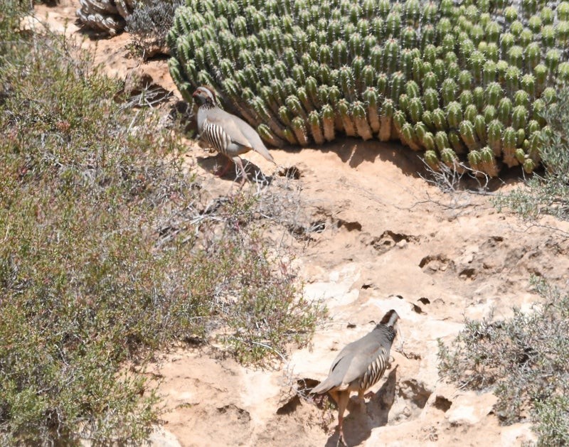 Barbary Partridge - ML638690247