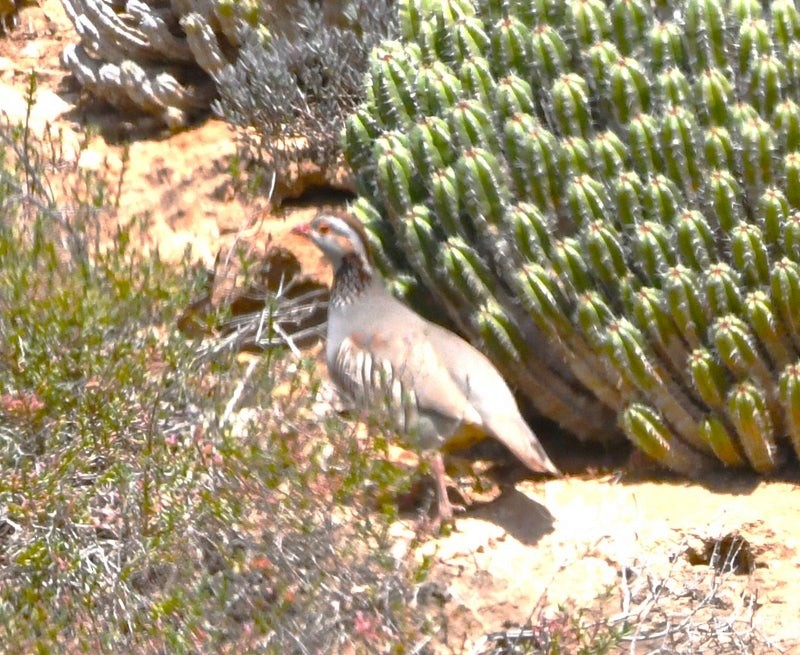 Barbary Partridge - ML638690255