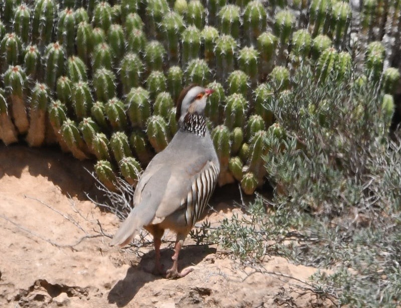 Barbary Partridge - ML638690261