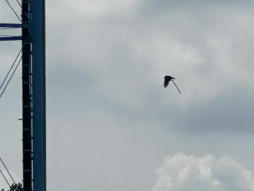 Osprey (American) - ML638690294