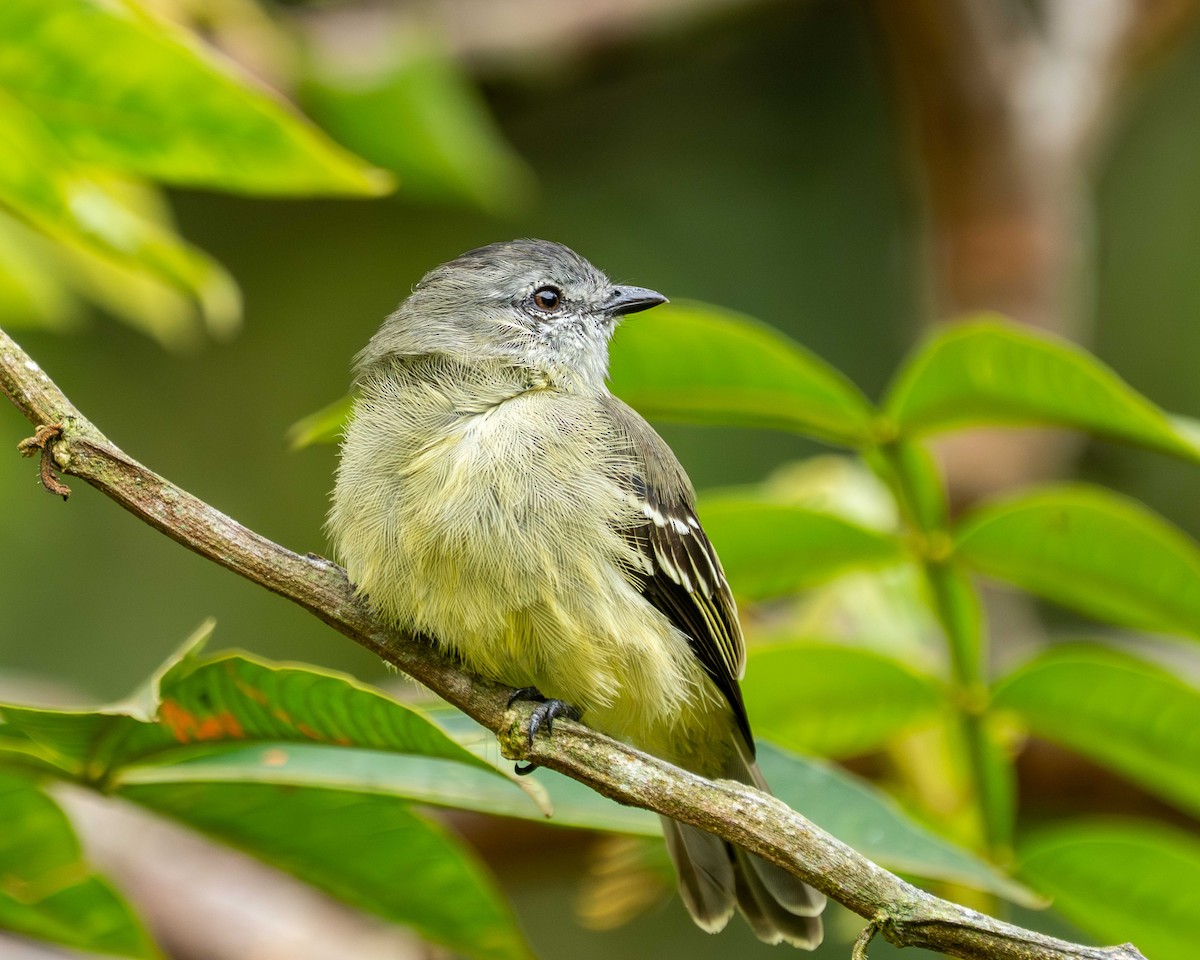 Yellow-crowned Tyrannulet - ML638690405