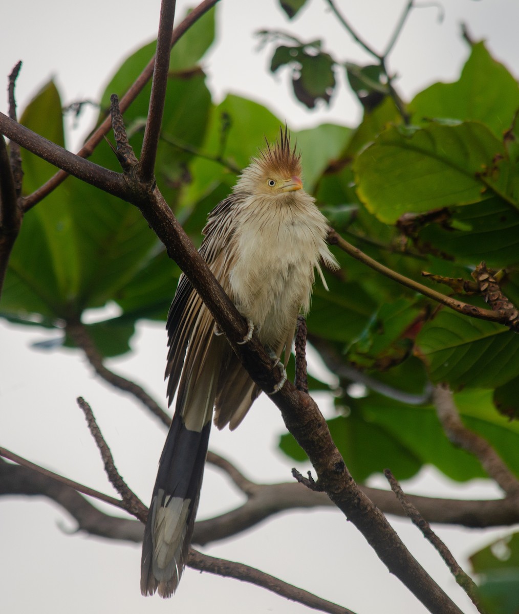 Guira Cuckoo - ML638690482