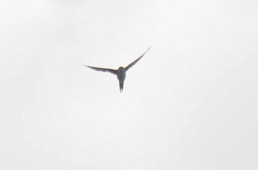 Fork-tailed Palm Swift - ML638690496