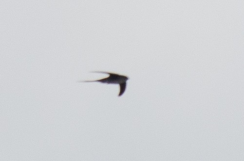Fork-tailed Palm Swift - ML638690497