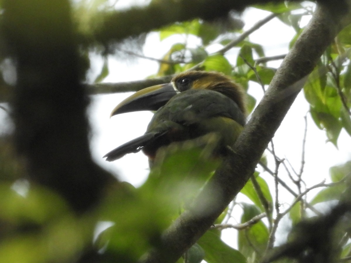 Northern Emerald-Toucanet - ML638690498