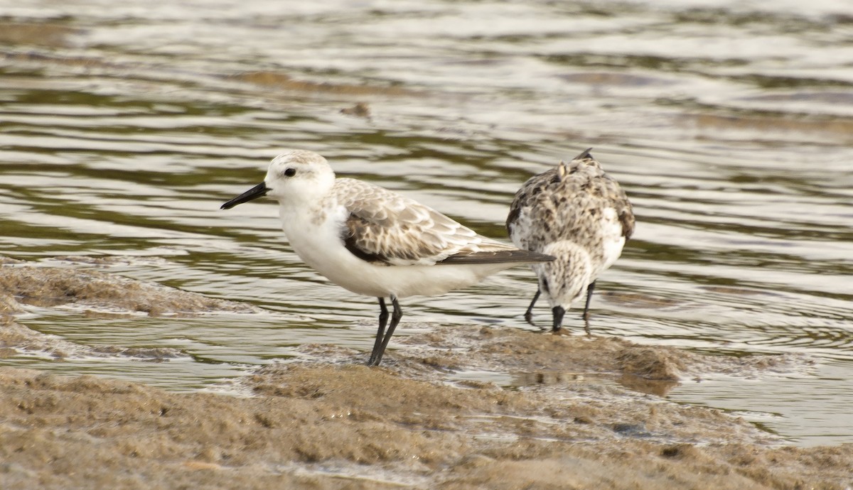 Sanderling - ML638690502