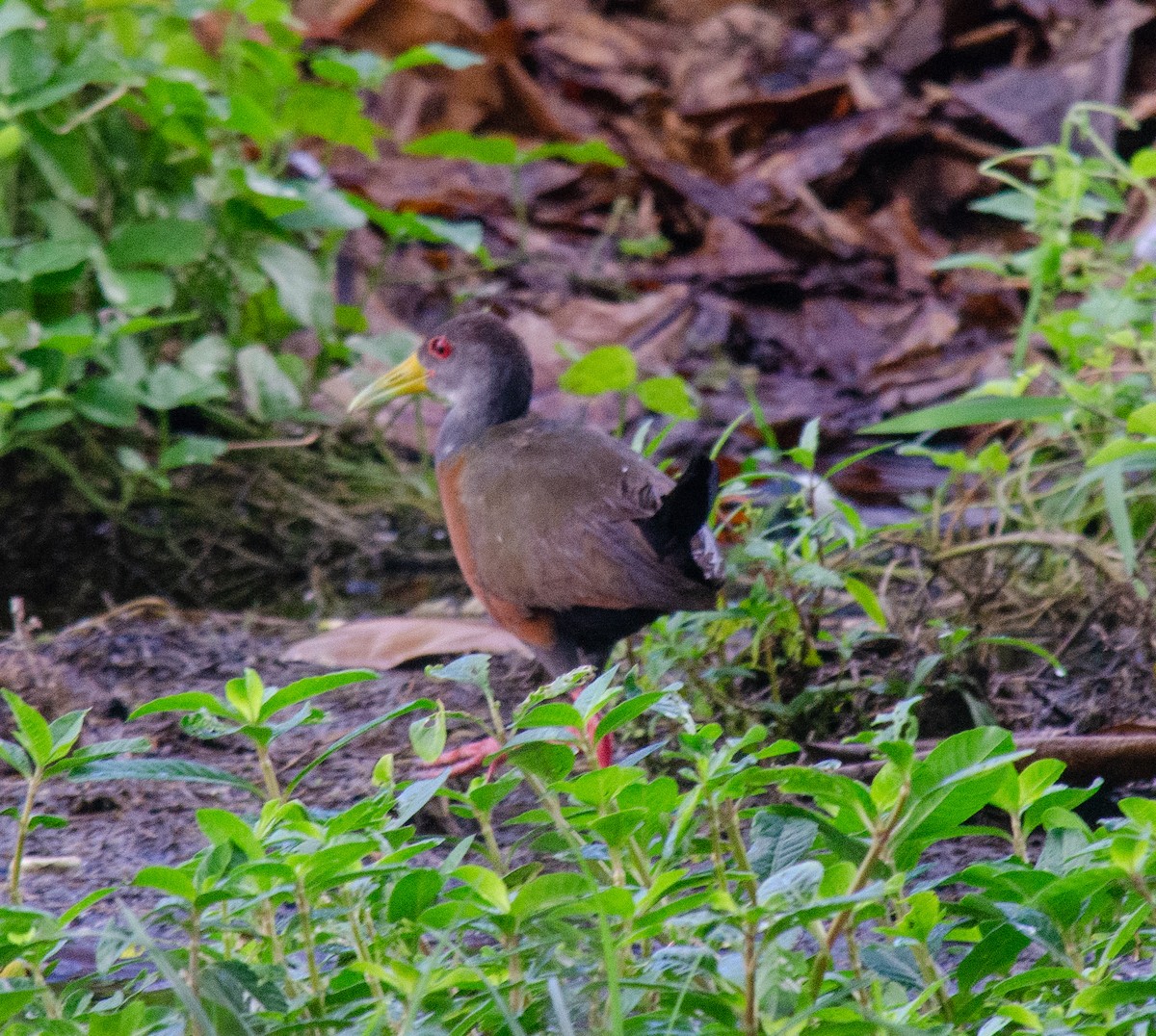 Gray-cowled Wood-Rail - ML638690514