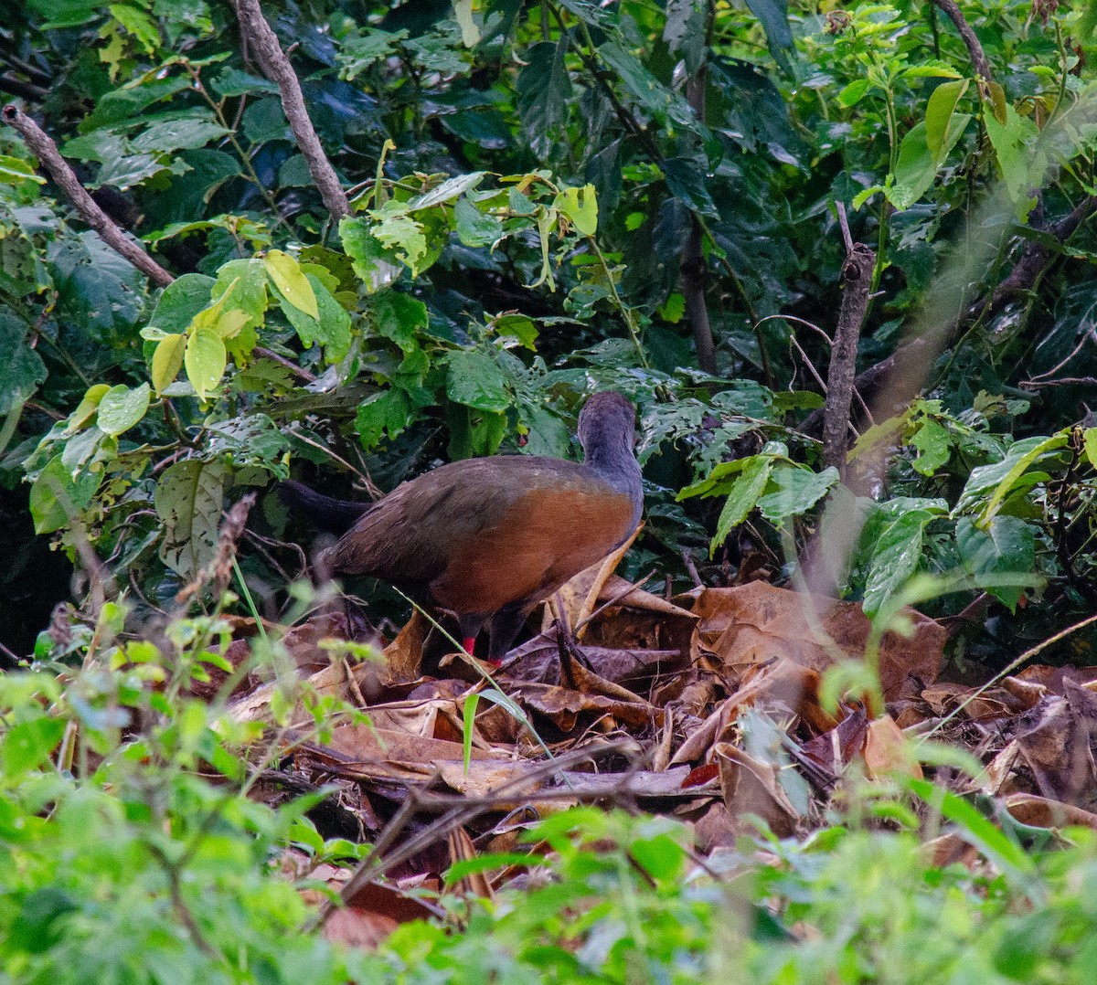 Gray-cowled Wood-Rail - ML638690517