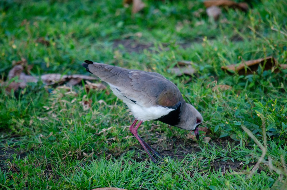 Southern Lapwing - ML638690526