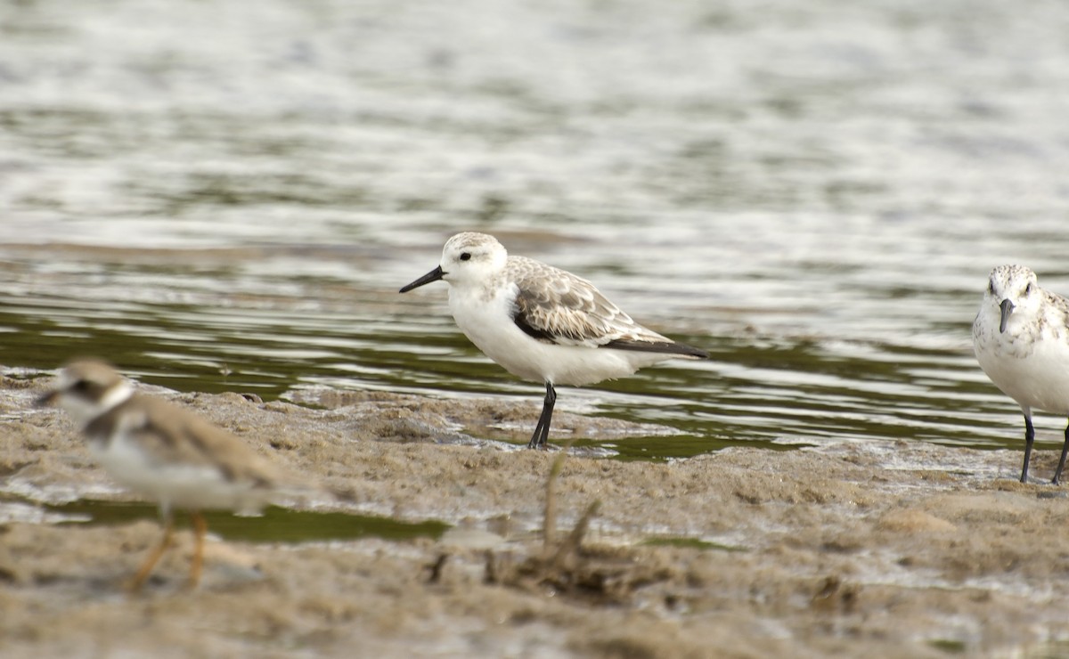 Sanderling - ML638690528