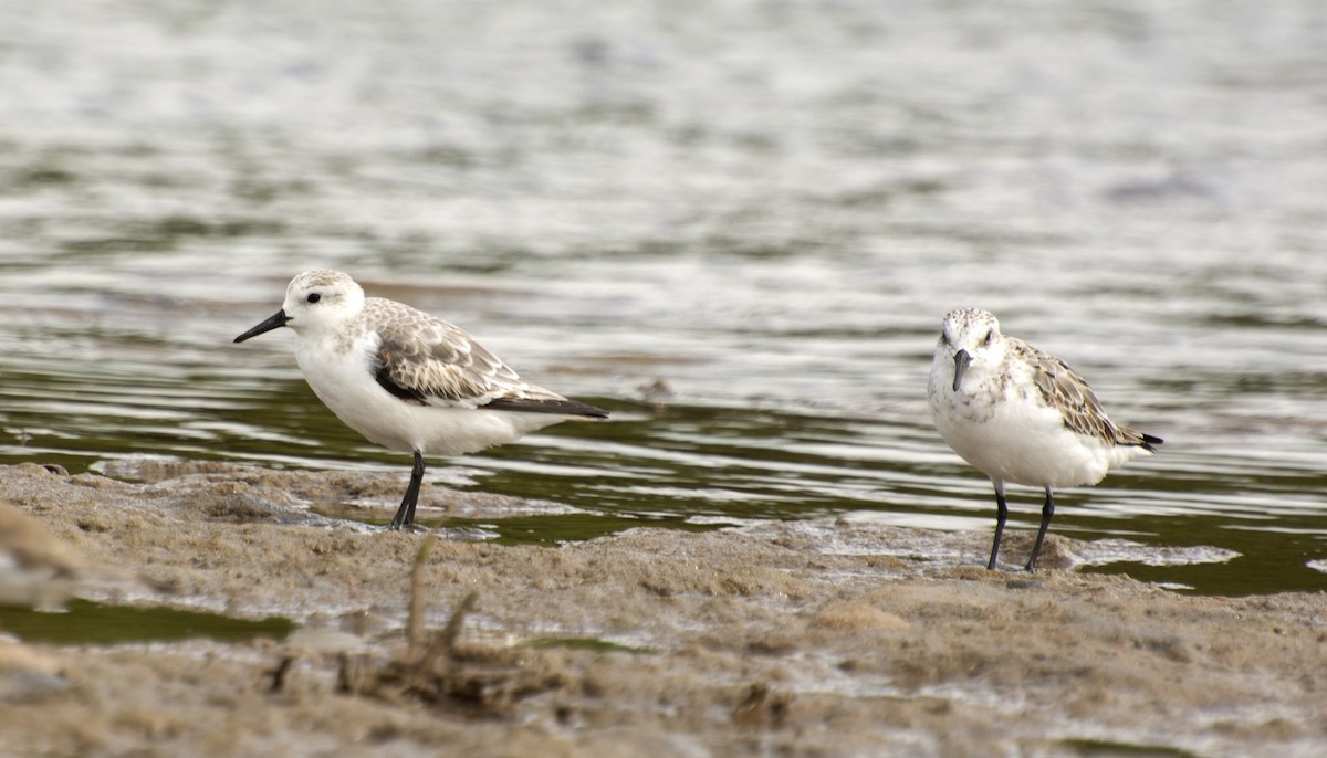 Sanderling - ML638690529