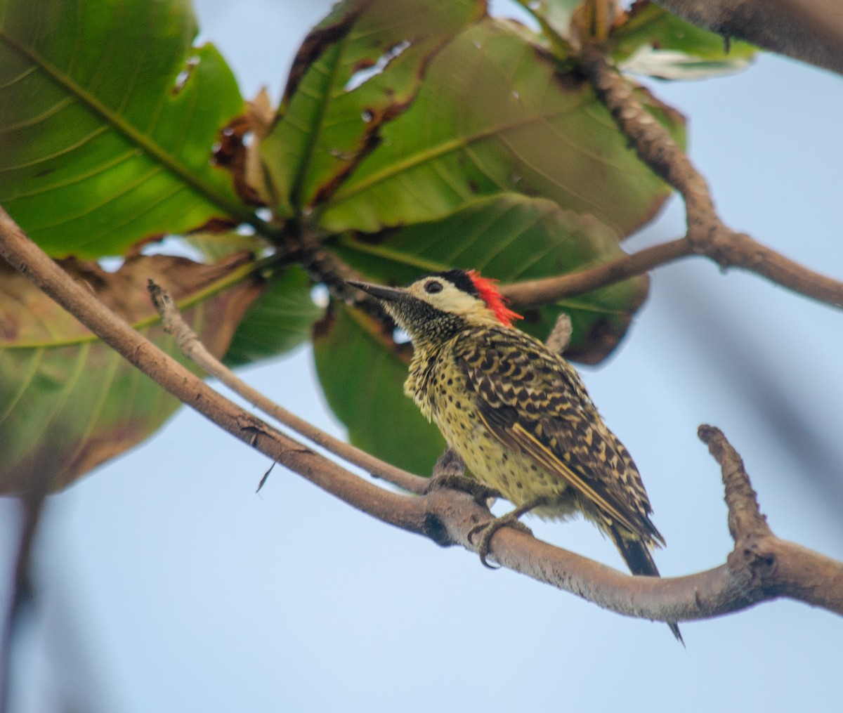 Green-barred Woodpecker (Green-barred) - ML638690552