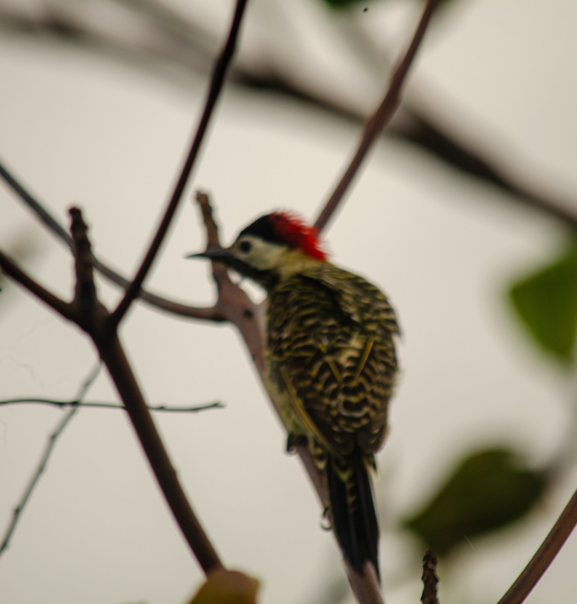 Green-barred Woodpecker (Green-barred) - ML638690553