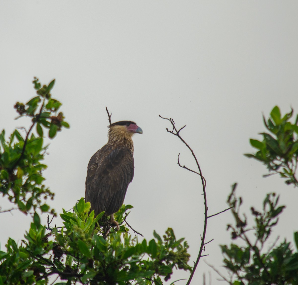 Crested Caracara - ML638690563