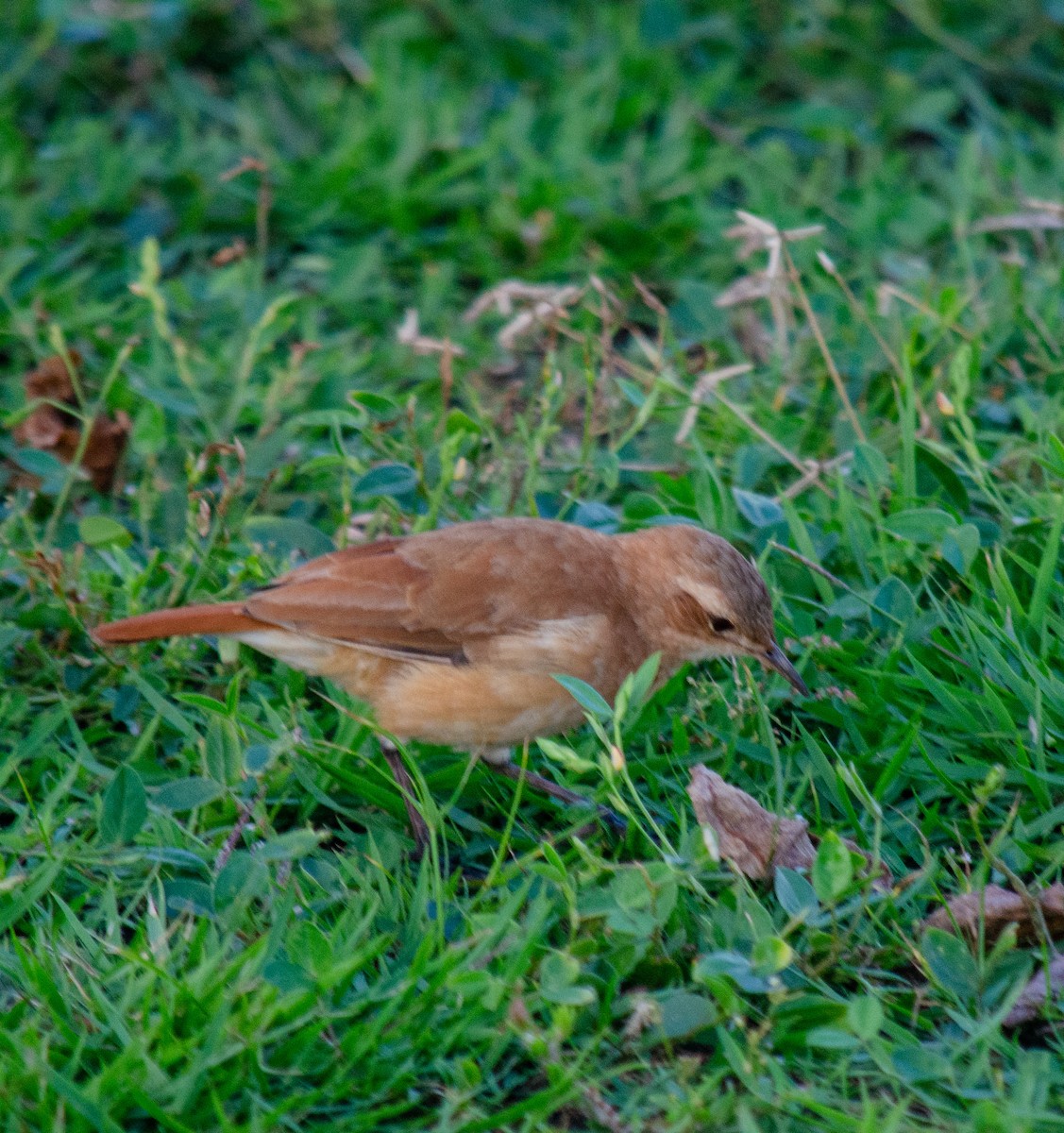 Rufous Hornero - ML638690575