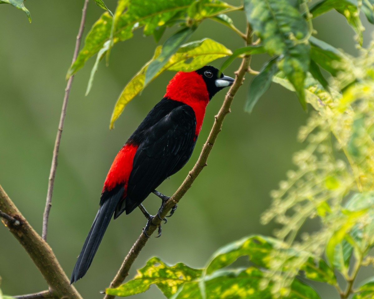 Masked Crimson Tanager - ML638690583