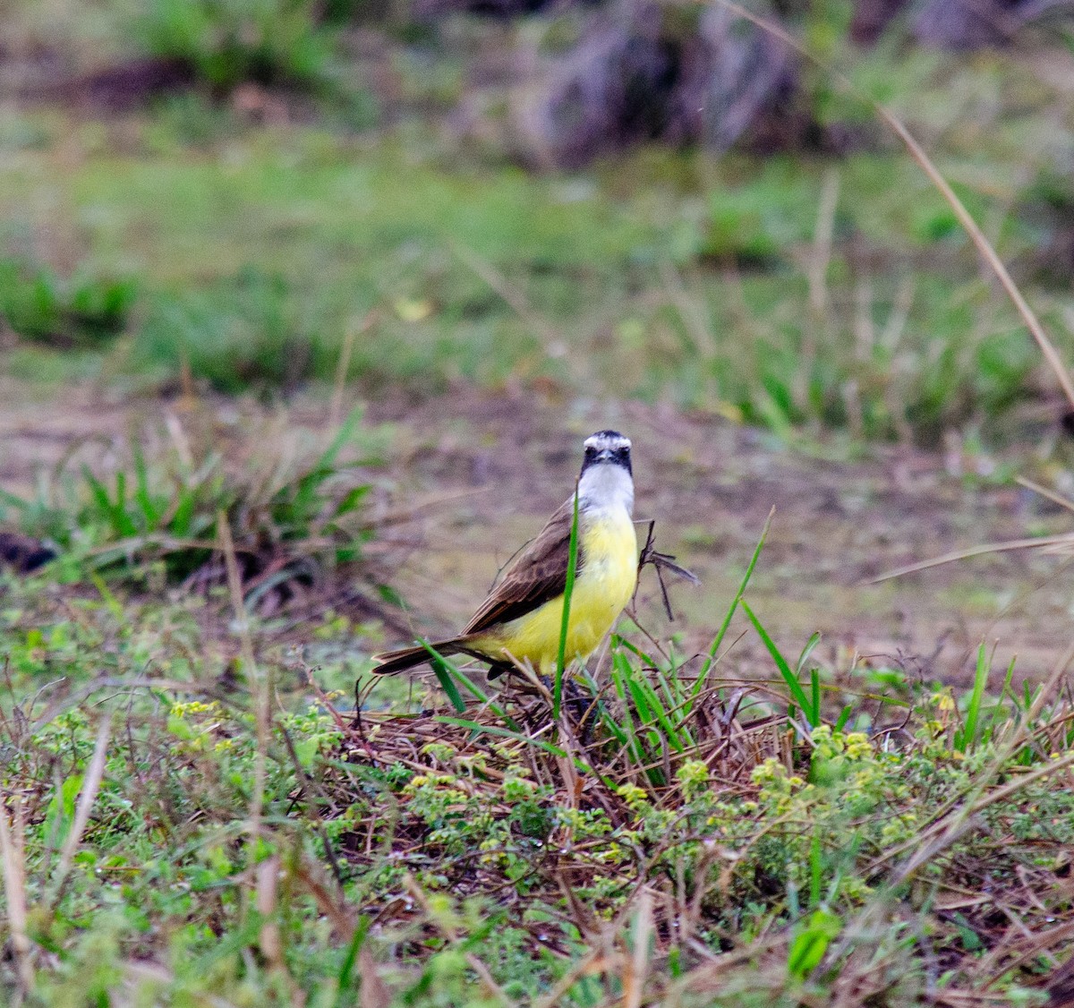 Great Kiskadee - ML638690589