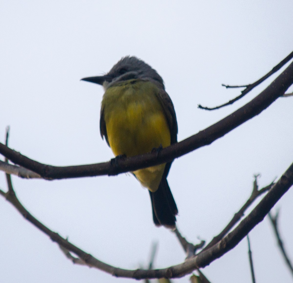Tropical Kingbird - ML638690595