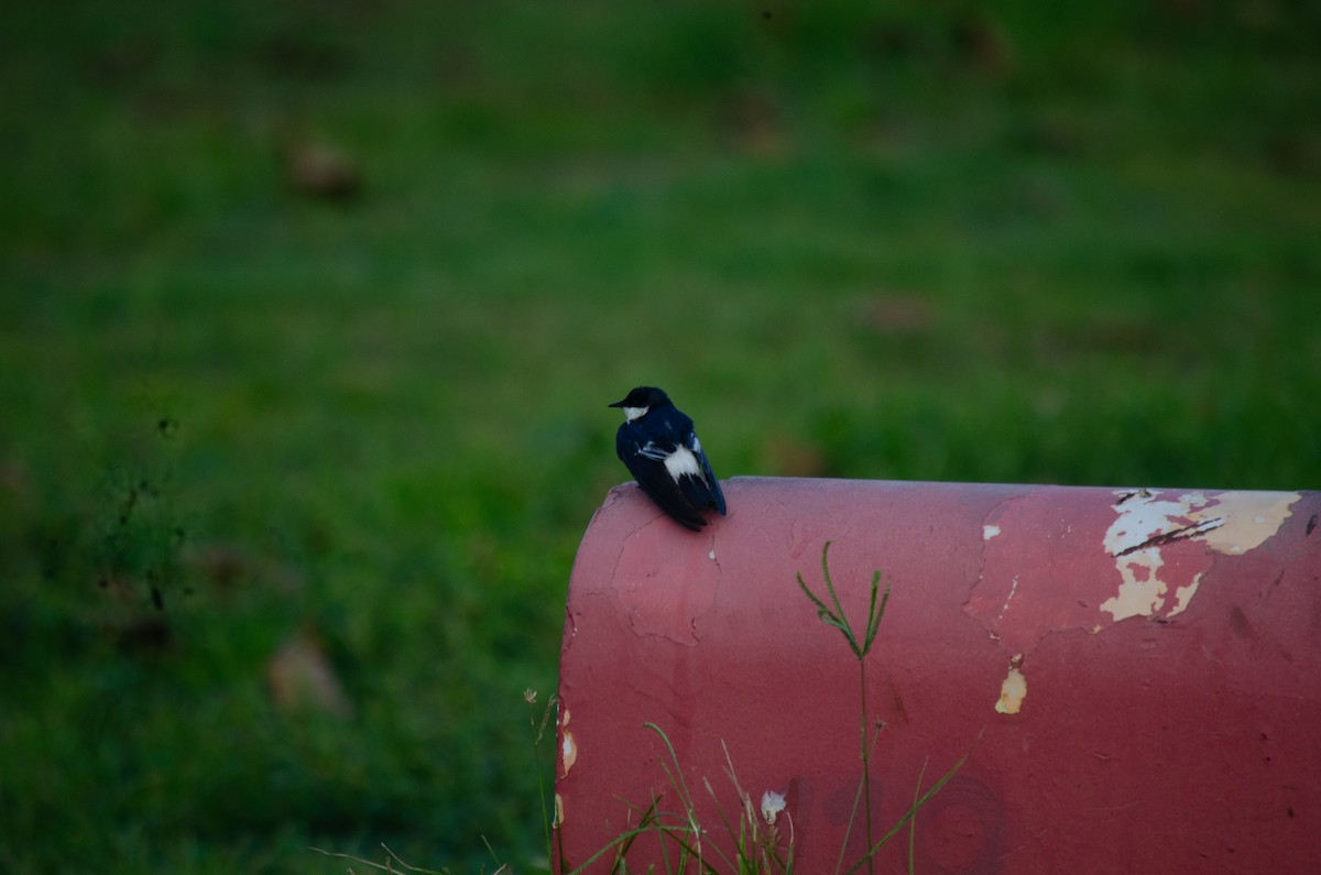 White-winged Swallow - ML638690608