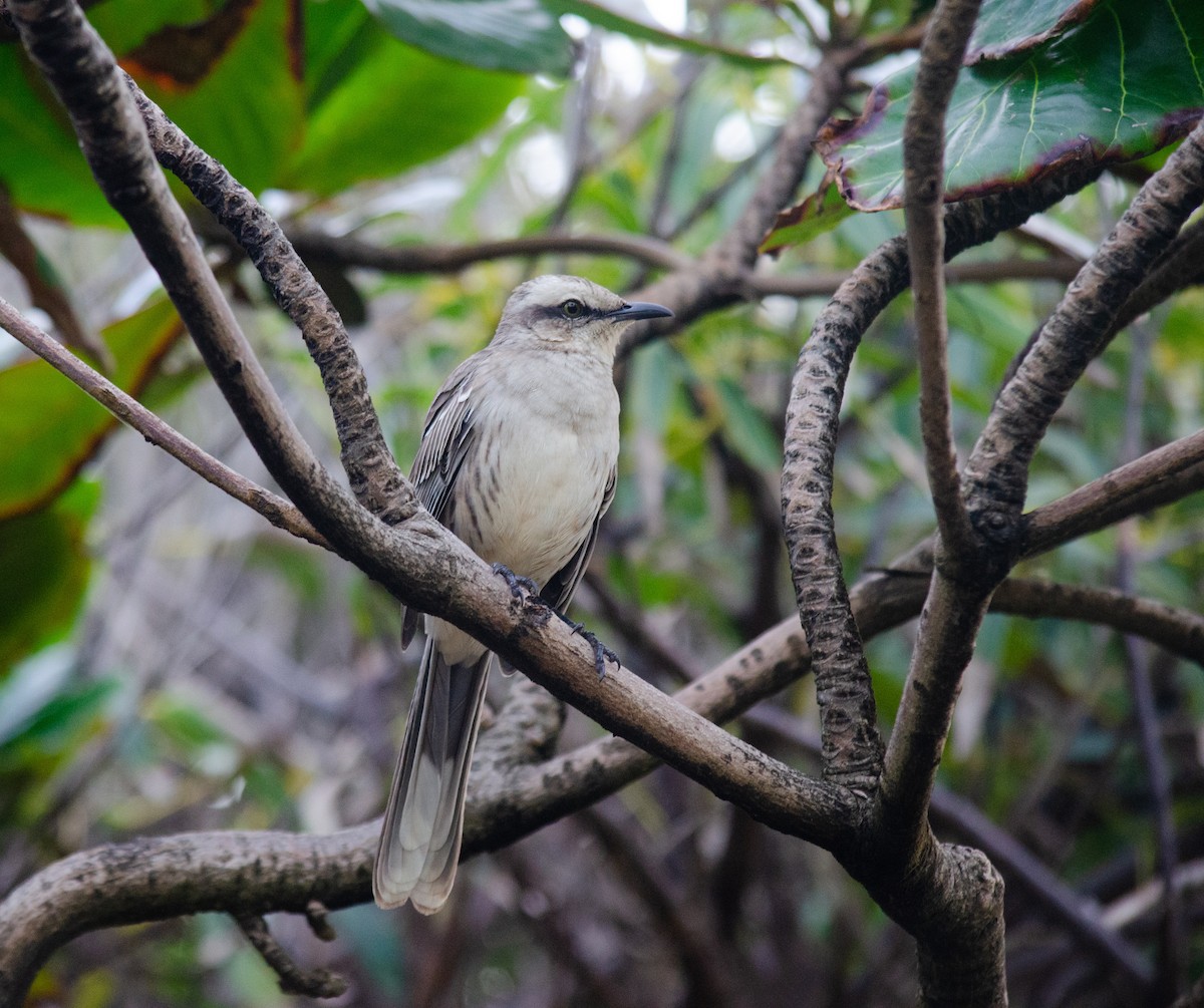 Chalk-browed Mockingbird - ML638690619